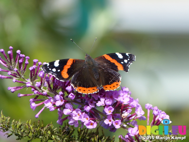 FZ020118 Battered Red Admiral (Vanessa atalanta) butterfly